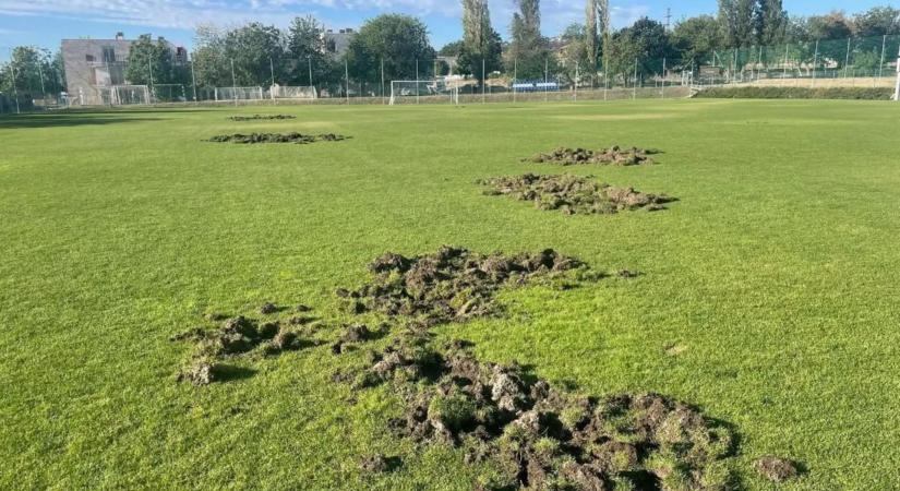 Vaddisznók garázdálkodnak Balatonalmádiban – a focipálya bánta