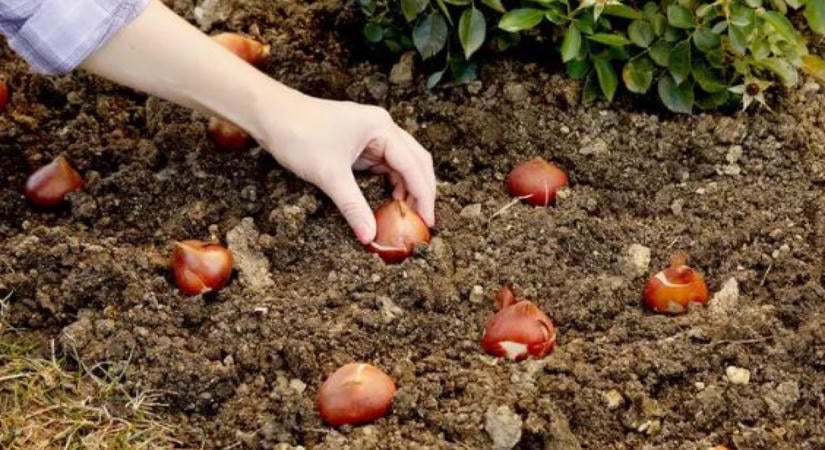 5 mesés virághagyma, amit szeptemberben kell elültetni