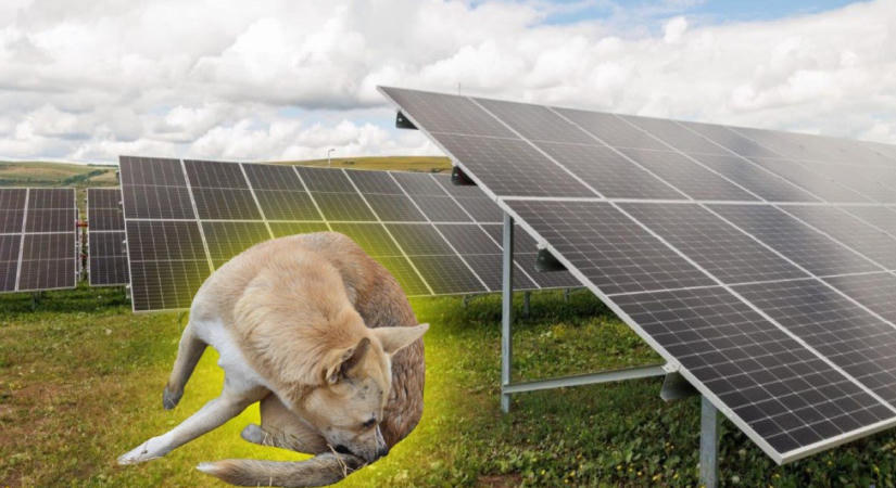 Egy rühes kutya esete a PNRR-pénzekkel és az energiaválsággal