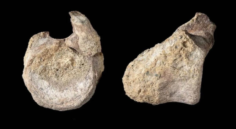 40 évig porosodott egy doboz mélyén, kiderült, hogy az Antarktisz legrégebbi dinoszauruszát rejti