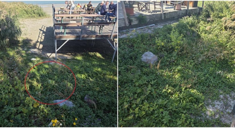 Vetés, gondozás és öntözés nélkül érett be ez a gyümölcs a Balaton kellős közepén