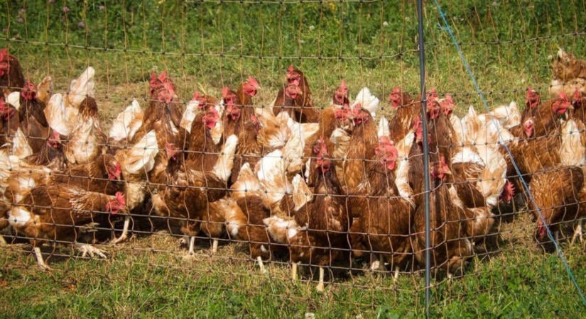 Tyúktetű ősszel: hogyan ismerjük fel a baromfiudvarban?