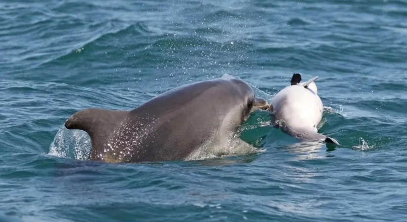 Szívfacsaró felvétel: elpusztult borját hordozza a delfin – Vajon tényleg gyászolnak az állatok?