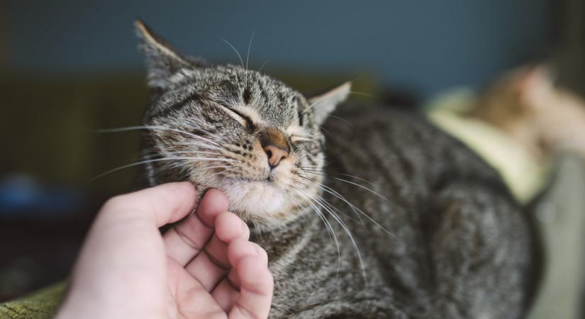Miért lesz bújós a macskád? Meglepő okok a viselkedés mögött