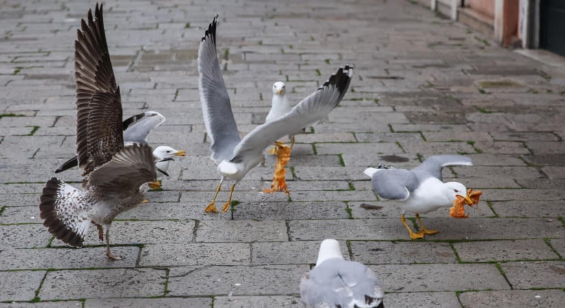 A városi madarak jobban kedvelik a férfiakat, mint a nőket