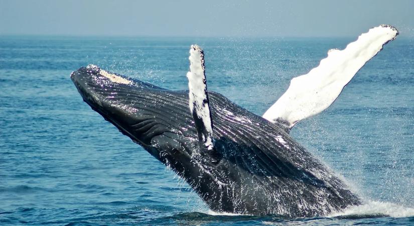 A kardszárnyú delfin meghökkentő viselkedését vették videóra