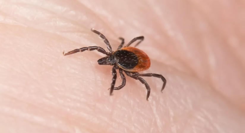 Nem csak Lyme-kórt okozhat a kullancscsípés: évekkel később ez a furcsa baj is jelentkezhet miatta