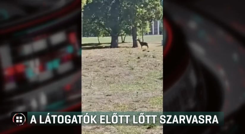 Szarvasra lőtt egy vadász a keszthelyi múzeum parkjában