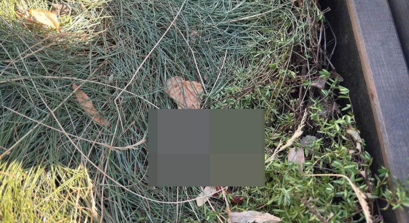 Hihetetlen, mit találtak az egri fagyizó virágládájában – a kommentek mindent vittek
