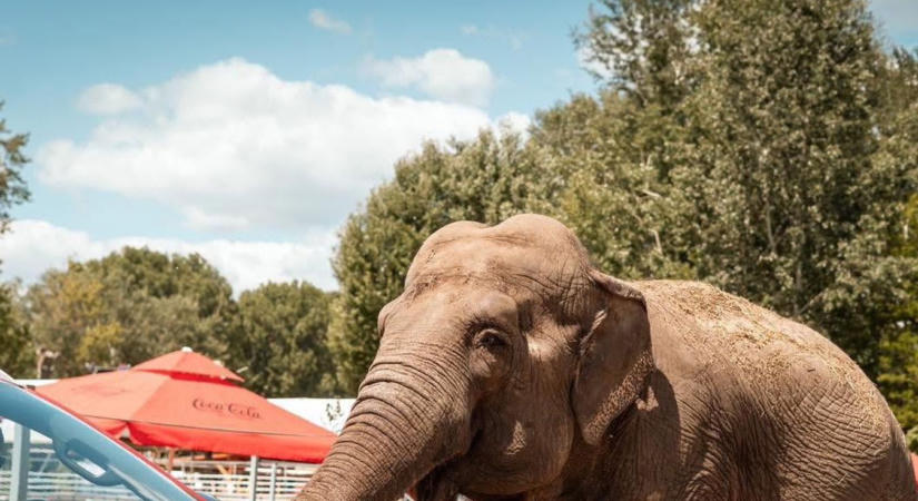 Állatkertek Éjszakája és Nyárzáró a Richter Safari Parkban!