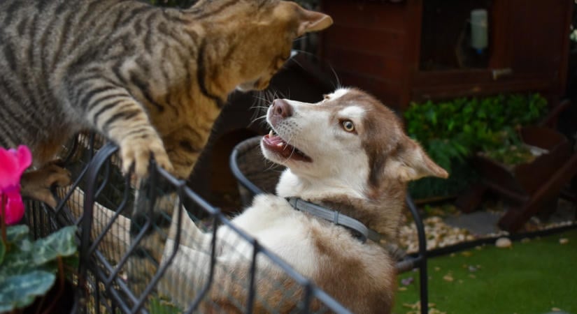 Utálja a macskákat a kutyád? Így derülhet ki, képes-e együtt élni egy cicával