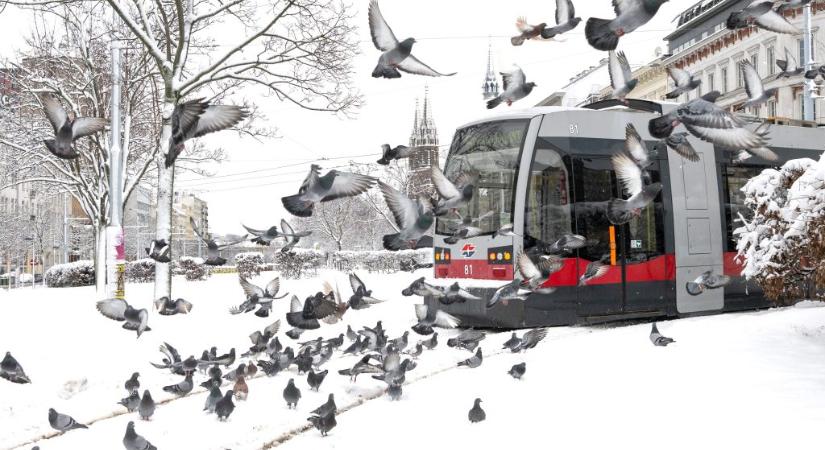 Ausztriában egy elszabadult hóeke ölt meg egy férfit