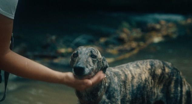 Agarak, önvezető autók, magyar vidék: Velencében mutatkozik be a Guardian új dokufilmje