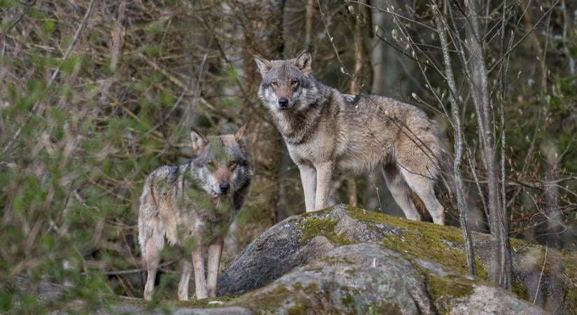 WWF Élő Bolygó Jelentés: drámai mértékben csökken a vadon élő állatok sokasága, de a természetvédelmi sikerek reményt adnak