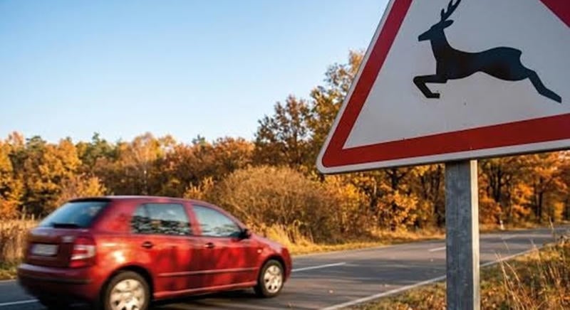 Ősszel jelentősen megnő a vadon élő állatokkal való ütközés veszélye