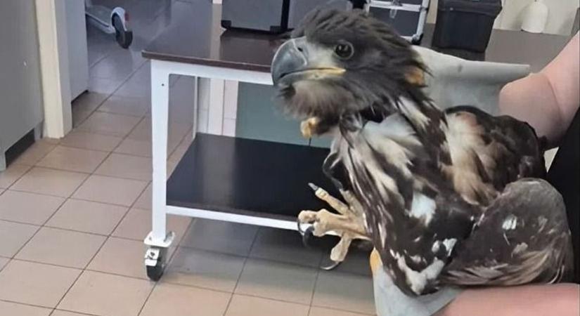 Bajba került sast mentettek a mezőfalvi önkéntes tűzoltók, fél év alatt a sokadik állatot
