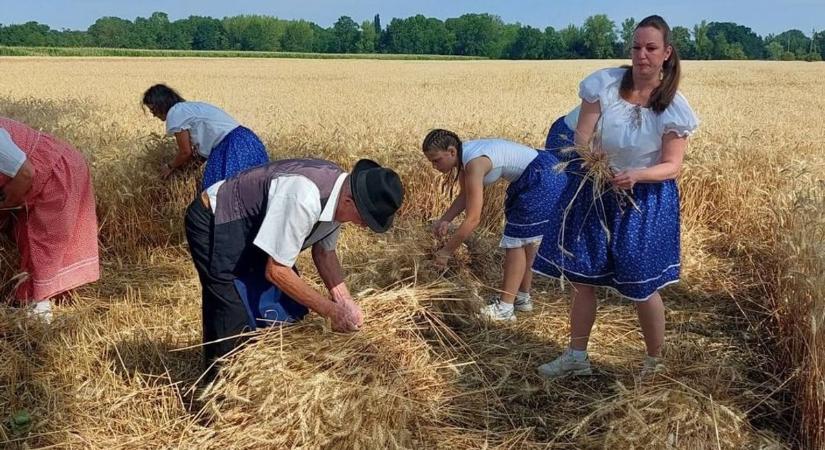 Kaszások, marokszedők, kévekötők: ilyen a hagyományőrző aratás a bogyoszlói határban - fotók, videó