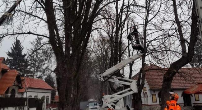 A történelmi gesztenyesor megmentésén dolgoznak Miskolcon