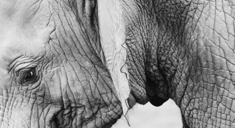 Mérgezett paradicsom végezhetett tizenöt elefánttal Kenyában