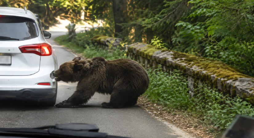 Letépte egy medve egy autó hátsó lökhárítóját a Transzfogarasi úton