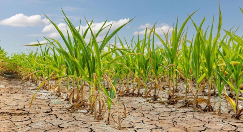 GMO vagy génszerkesztés? Nagyon nem mindegy, mi történik a növény DNS-ével