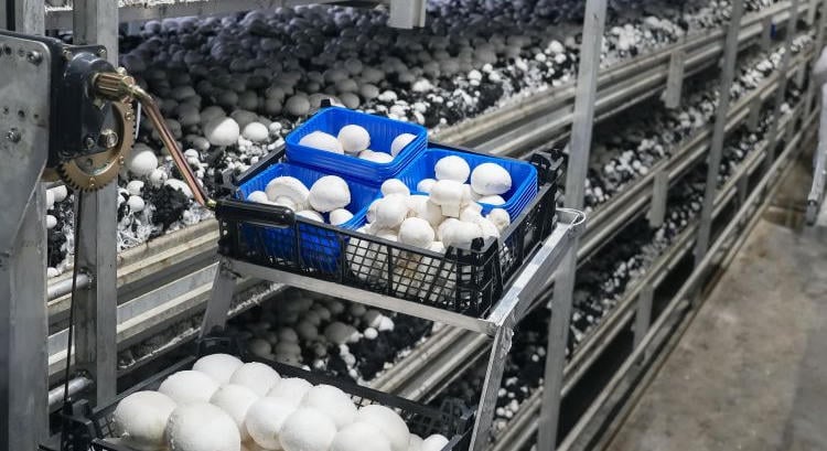 A gombatermesztés új utat nyit a falusi gazdálkodók számára