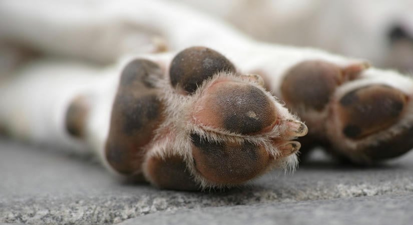 Kutyát akasztottak fel Ragály és Zubogy között, már gyűjtik a pénzt a nyomravezetői díjra – Melléakasztanák, aki tette – fotó (18)