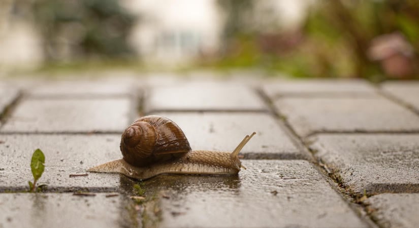 Így teszik minőségibbé a környezetünket az esőkertek