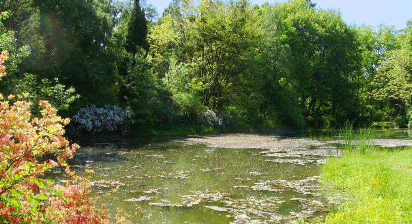 Történelmi kertek: a Kámoni Arborétum
