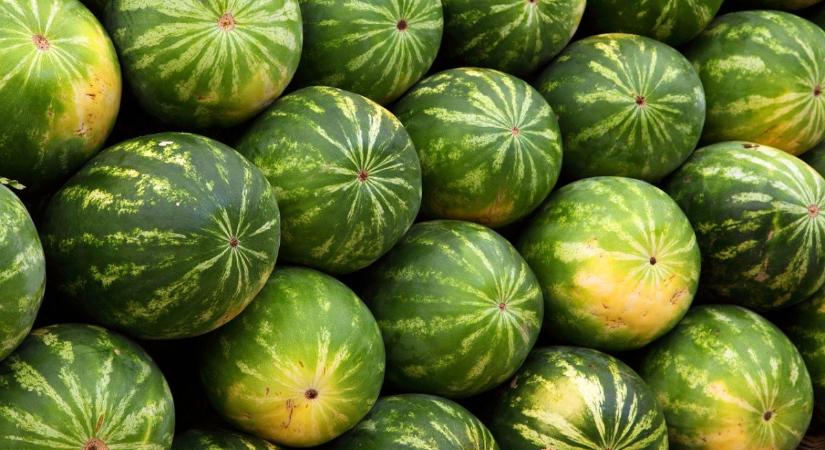 Fordulat a magyar dinnyetermelőknél