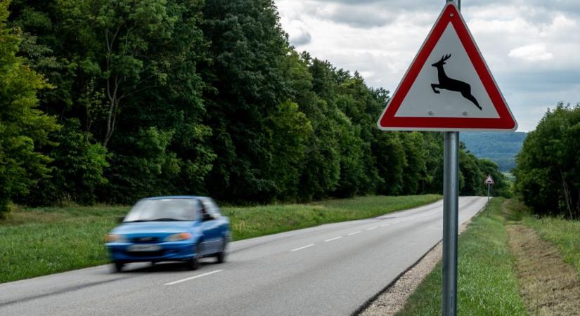 Különösen oda kell figyelni, ha mostanában erdők közelében vezetünk – figyelmeztet az agrárminiszter
