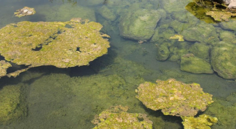 Van ok az aggodalomra? Friss hírek érkeztek a Balaton algásodásáról