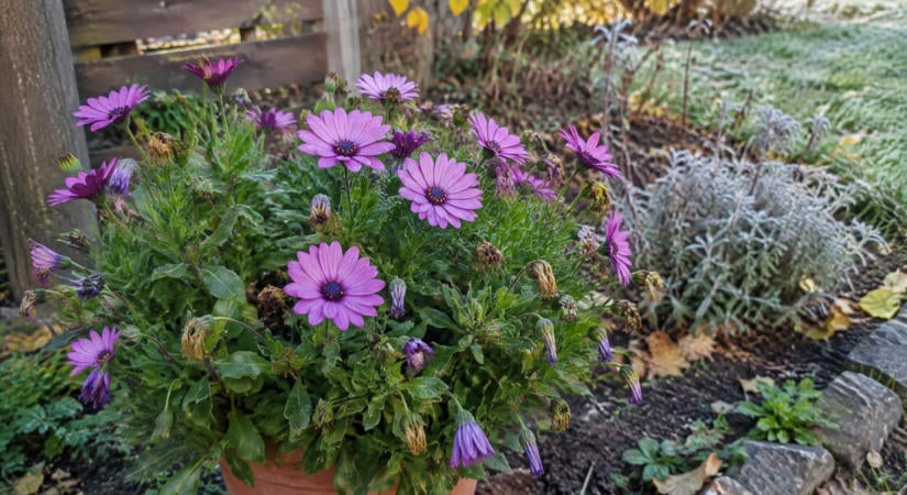 Az afrikai margaréta (Osteospermum ecklonis) még októberben is virágzik, de az első fagyot már nem éli túl