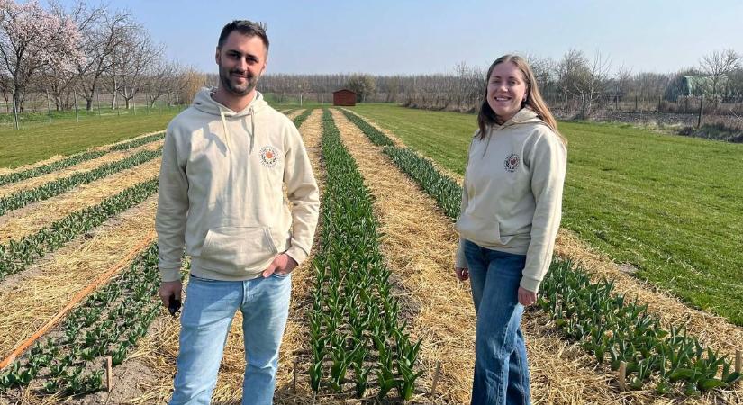 Agyagosszergény immár 15 ezer tulipán otthona - hamarosan megnyílik a Tulipánkert