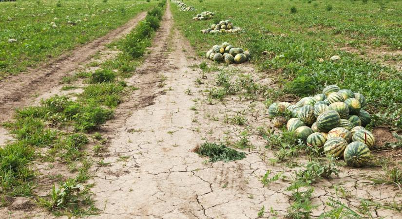 Hajszál híján kitört a dinnyeháború - az alacsony árak miatt betelt a pohár a termelőknél