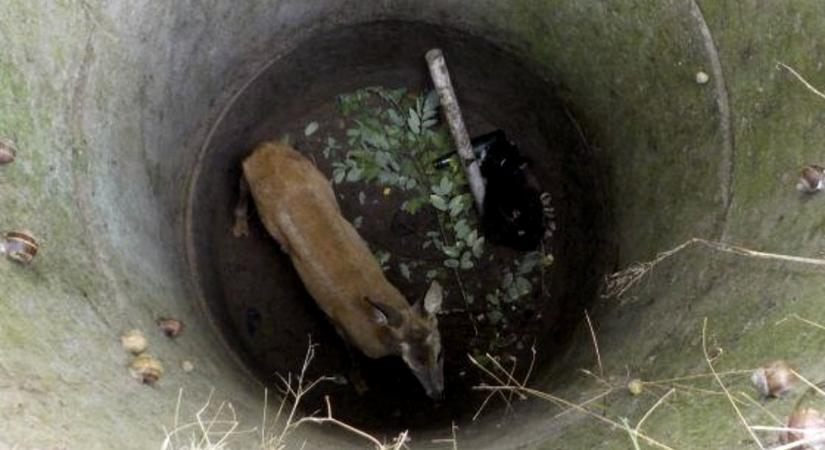 Emésztőgödörbe esett egy őzgida Erdősmecskén - Pécs Aktuál