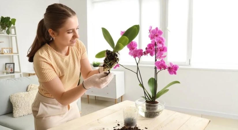 Orchidea-mentőakció: ettől a 3 filléres csodaszertől kelnek életre haldokló virágaid