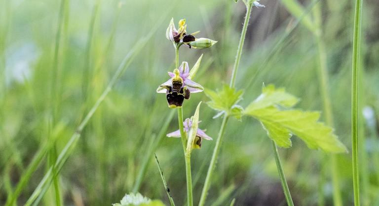 25 millió forint eszmei értékű védett orchidea virágzik a II. kerületben