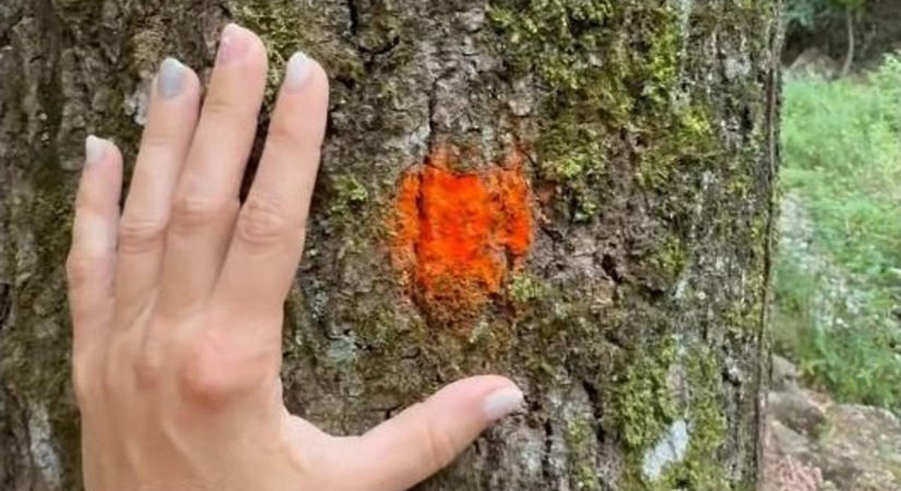 Mit jelent a narancssárga pötty a fán? Titkok és életmentő tények az erdész meséjében ( videó)