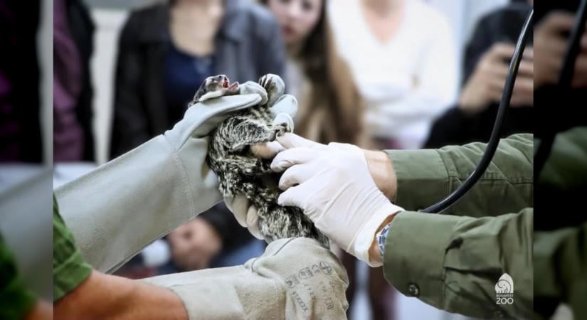 Fehérpamacsos selyemmajmot foglaltak le a rendőrök egy tiszafüredi férfinál