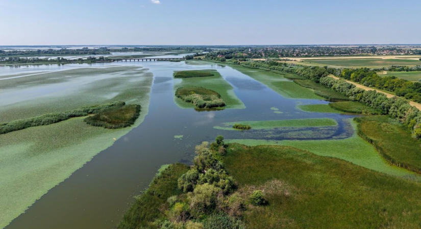Kagyló szorult a lábára: különleges madarat mentettek a Tisza-tónál