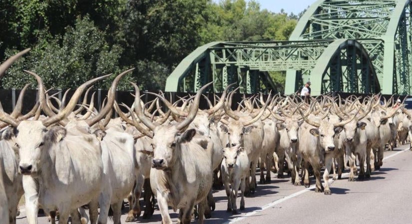 Szürkemarhák lepik el a régi Tisza-hidat szombaton