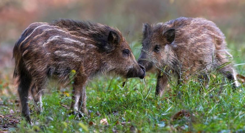 Újabb megyét ért el az afrikai sertéspestis - Szigorú figyelmeztetés lépett életbe