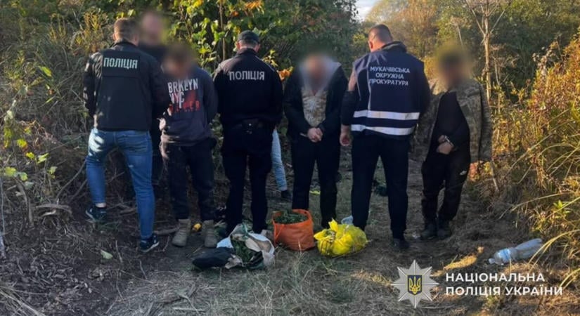 Kenderültetvényt számoltak fel a Munkácsi járásban, három férfit vettek őrizetbe