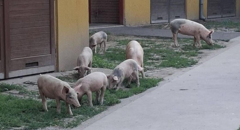 Alig telt el egy hónap, ismét felbukkantak a lakótelepen a szabadon kószáló disznók