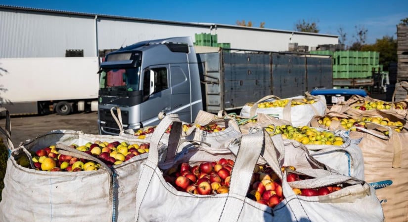 Most már a kormánynak is szemet szúrt: osztrák és német multik vásárolják fel fillérekért a magyar almát, tönkre mennek a gazdák – Bóna Szabolcs lépni fog
