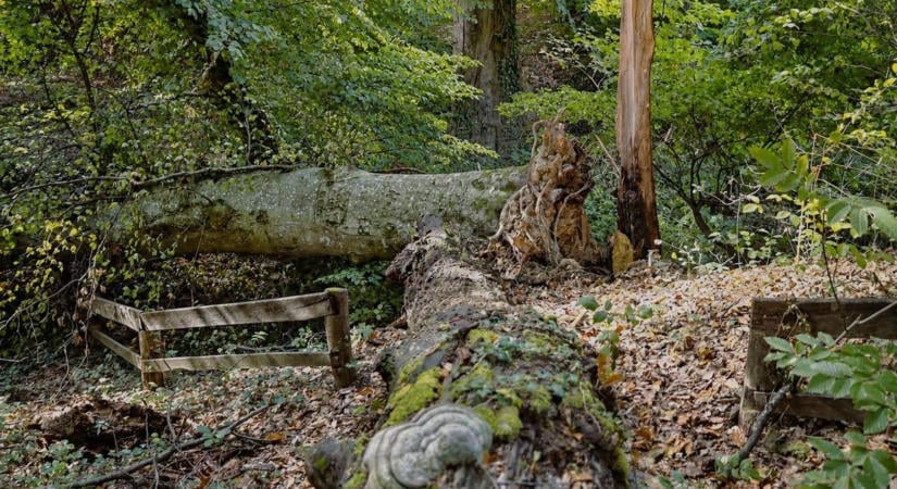 Veszélyt jelentettek a túrázókra – kivágták az öreg fákat a kedvelt kirándulóhelyen