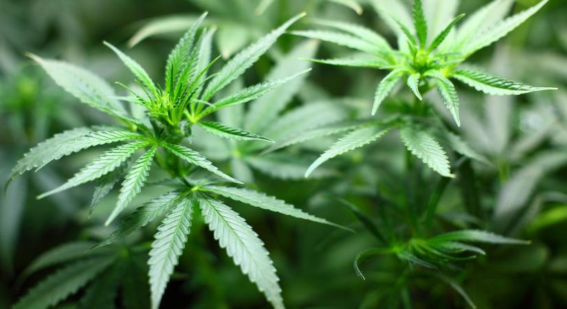 Egy kutatás szerint a kannabisz hatásos lehet a Covid ellen