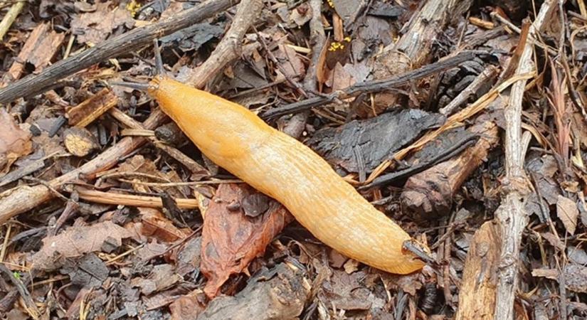 A sörösüveg egyetlen éjszaka alatt összegyűjti a csigákat a kertből