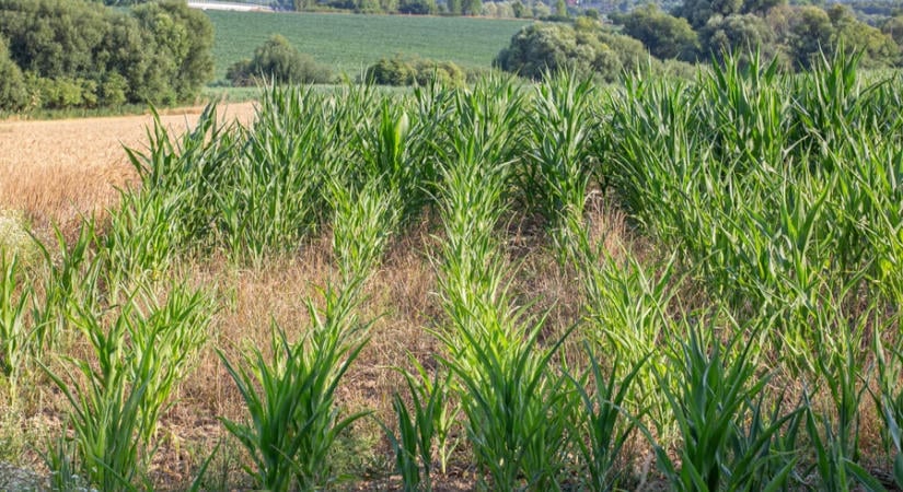 Agrometeorológia: a hőség fokozza a csapadékhiány okozta károkat